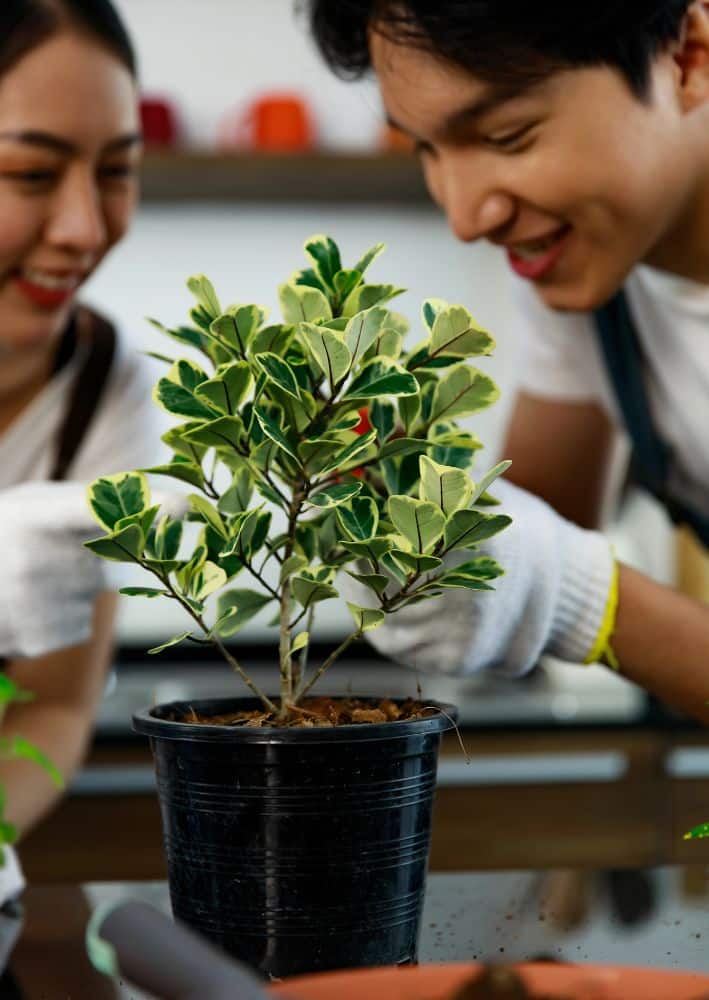 Two people wearing gloves tend to a potted plant with variegated leaves indoors.