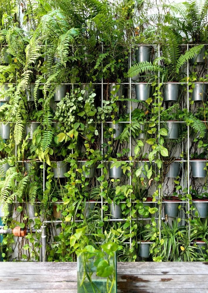 A wall of plants with pots.